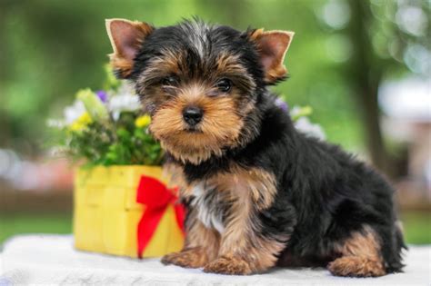 cachorro iorque|Yorkshire Terrier: conheça tudo sobre a raça .